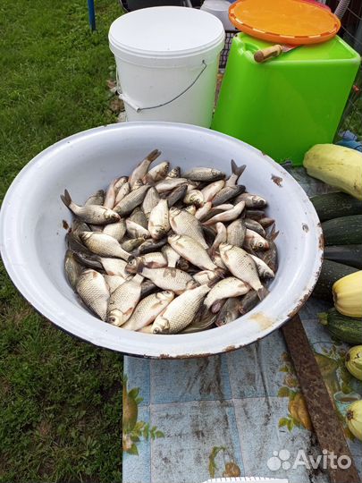 Живец карась