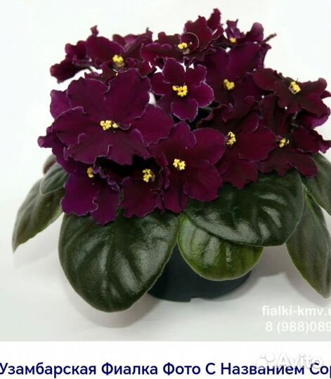 Комнатные цветы разные