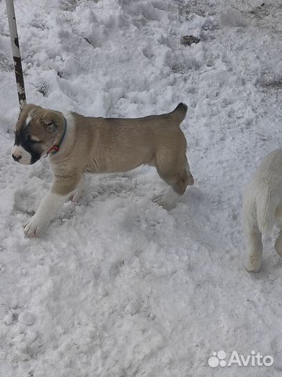 Щенки сао алабай