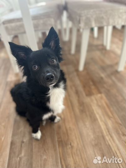 Передержка для собак/котов/грызунов