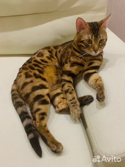 Бенгальский кот Вязка