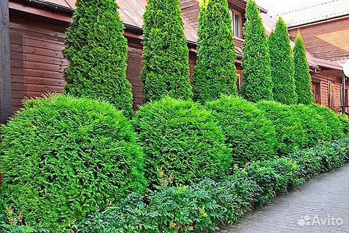 Туя брабант