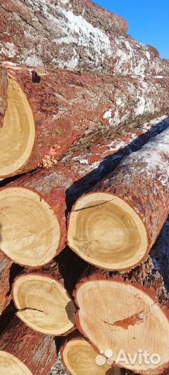 Лес кругляк лиственница