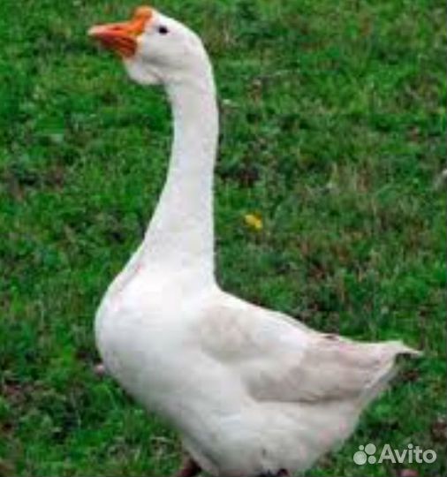 Гуси породы Линда