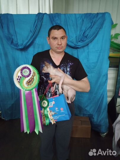 Донской сфинкс