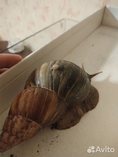 Улитки ахатины (улитята)