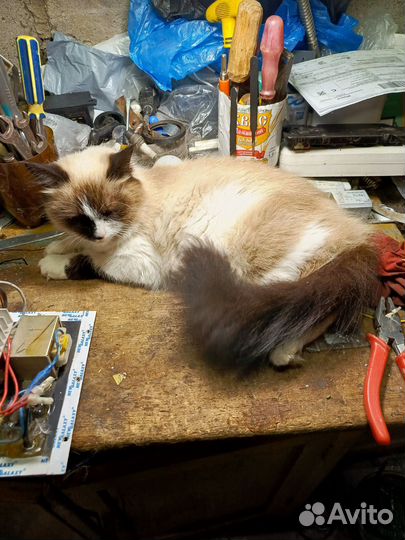 Невская маскарадная