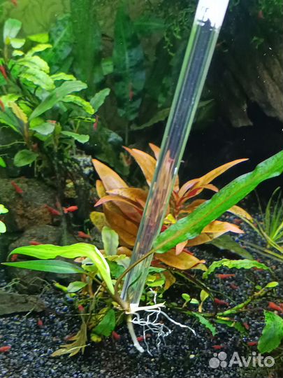 Креветки. Растения аквариумные