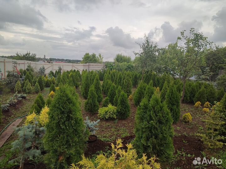 Туя, Можжевельник, Голубая ель, Пихта, Лиственница