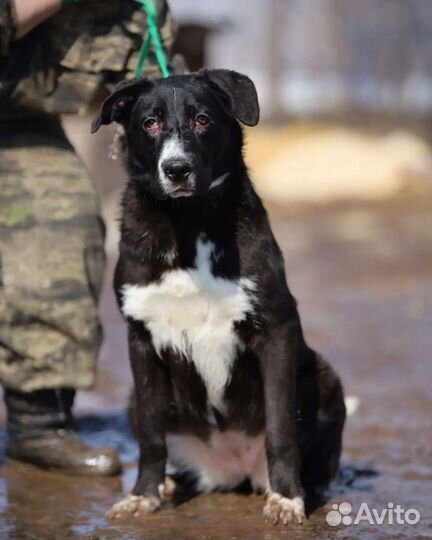 Собаки бесплатно в добрые руки