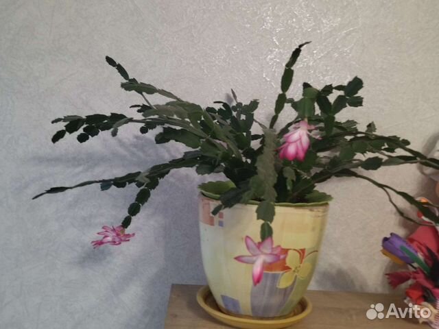 Декабрист(шлюмбергера)