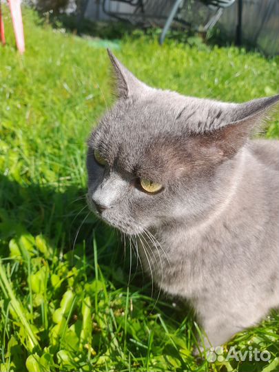 Возьмите котика