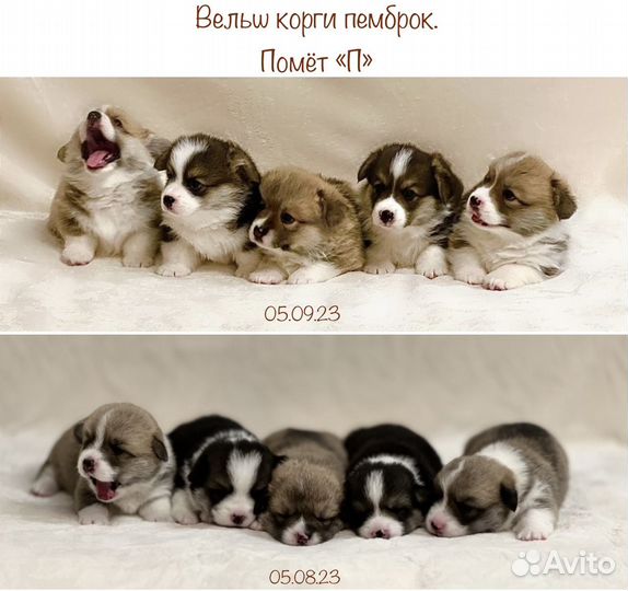 Щенки вельш-корги пемброк