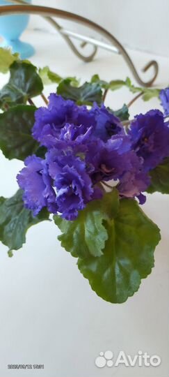 Сортовые фиалки 2 года