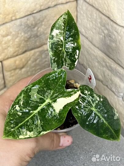 Алоказия фрайдек вариегатная