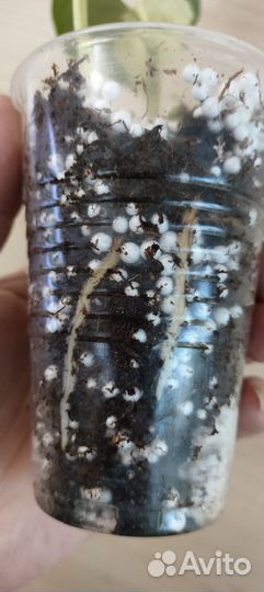 Happy Leaf/Эпипремнум