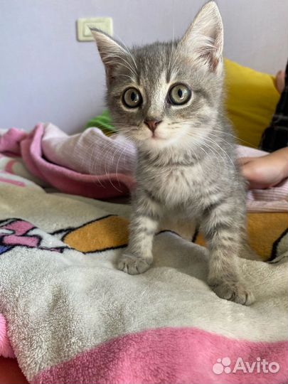 Котенок