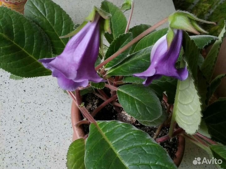 Глоксиния тидея