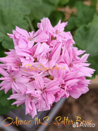 Комнатные пеларгонии