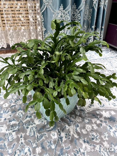 Цветок декабрист