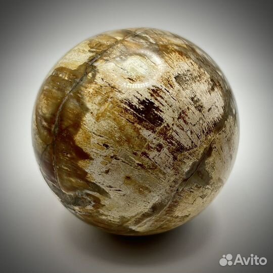 Шар и окаменелого дерева окаменелость ископаемое