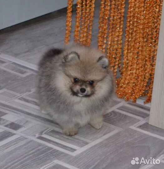 Померанский шпиц