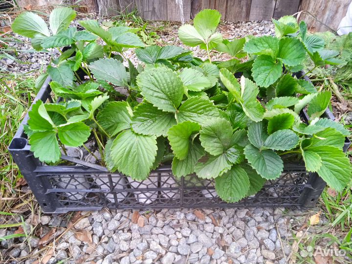 Саженцы Клубники Мармелада и Азия