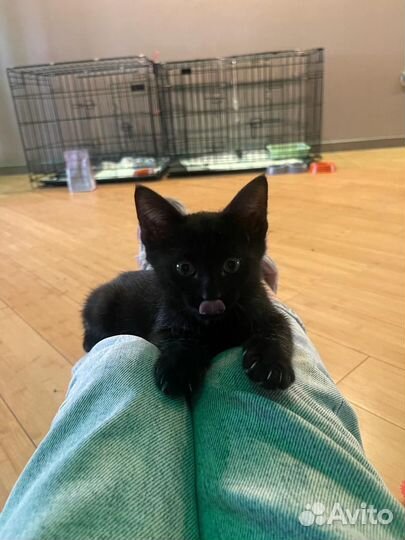 Кошки в добрые руки бесплатно