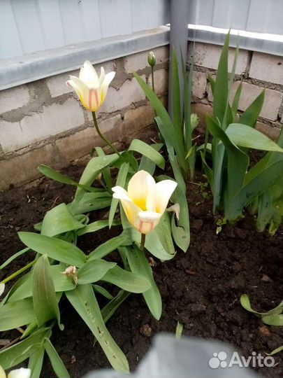 Тюльпаны сортовые и другие многолетники