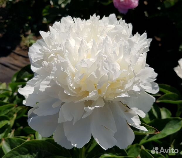 Пион Princess Bride