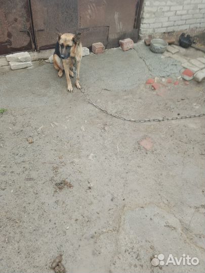 Немецкая овчарка, девочка