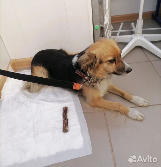 Собака бесплатно