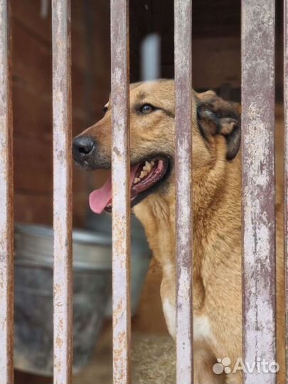 Возьми собаку из приюта