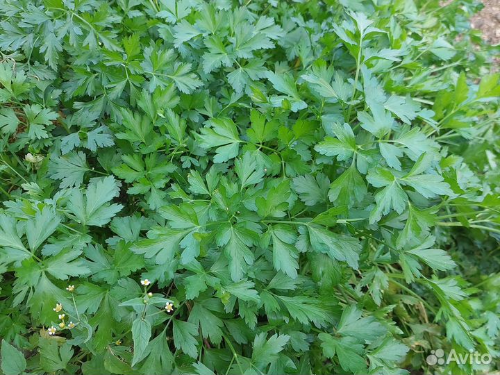 Продам петрушку