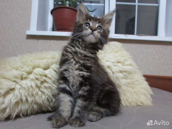 Котята мейн-кун