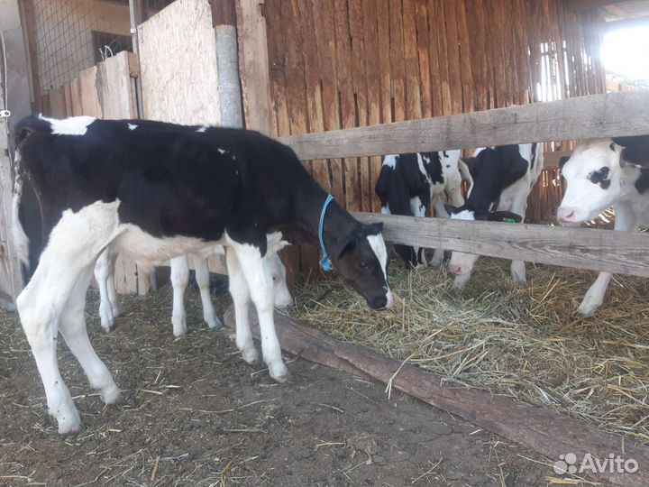 Телята бычки домашнего откорма