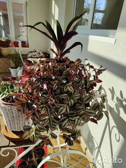 Комнатные цветы