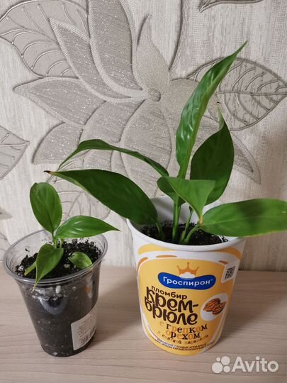 Спатифиллум