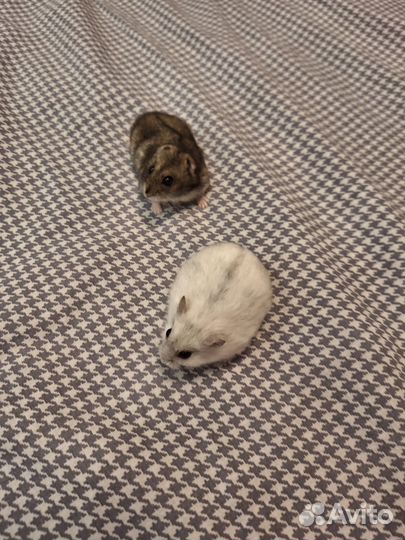 Джунгарский хомяк с клеткой