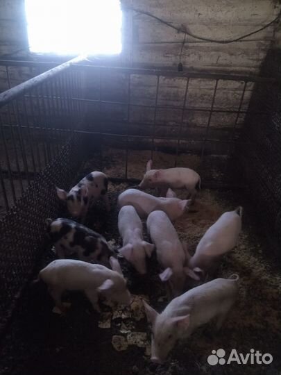 Поросята