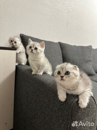Шотландские котята, девочки