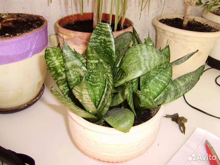 Сансевиерия