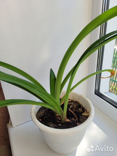 Гиппиаструм