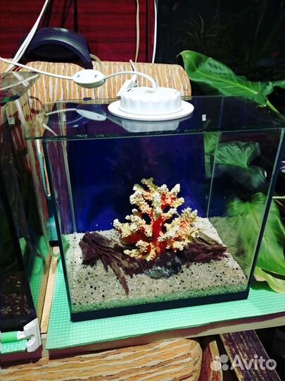 Рыбки гуппи и растительность с аквариумом