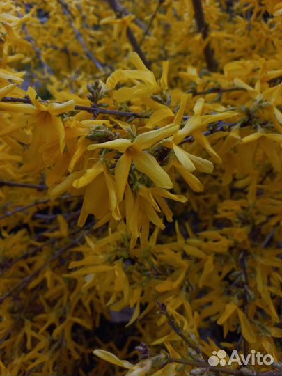 Форзиция пестролистная саженцы