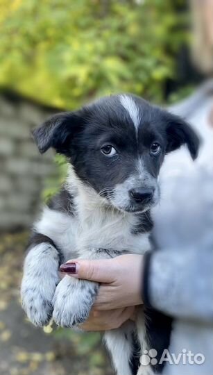 Красивые щенки