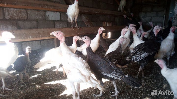 Подрощенные Индюки