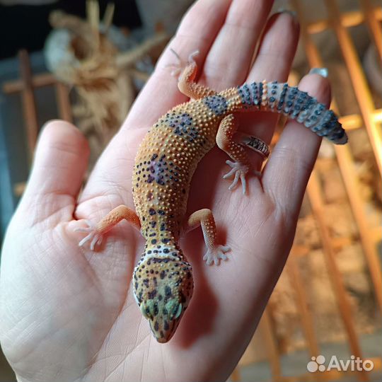 Эублефар