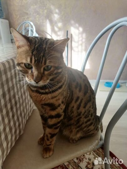 Бенгальский кот вязка