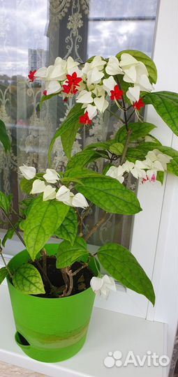 Клеродендрум томпсон